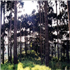 Parque das Araucárias